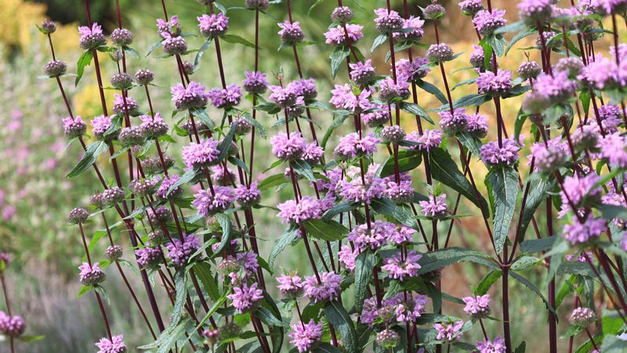 Brandkraut ‹Amazone› (Phlomis tuberosa).